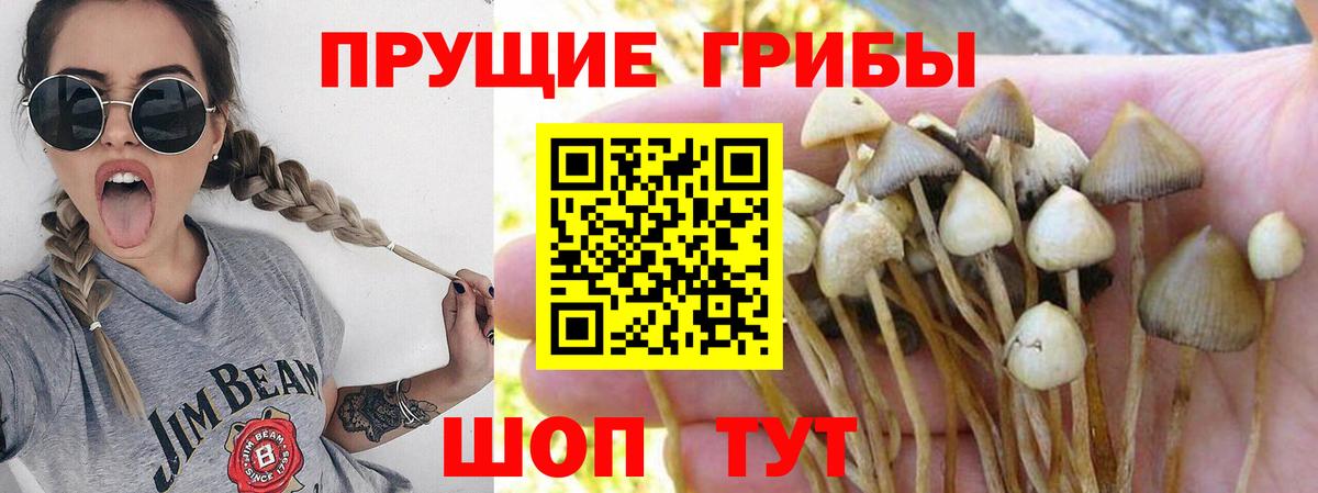Усть-Кут  Галлюциногенные грибы MAGIC MUSHROOMS  Вход с VPN 